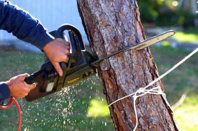 Tree Trimming Service