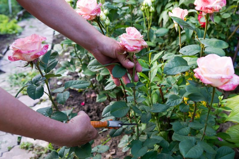 Rhododendron Pruning in Honolulu, HI