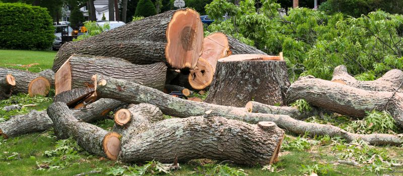 Tree Root Removal