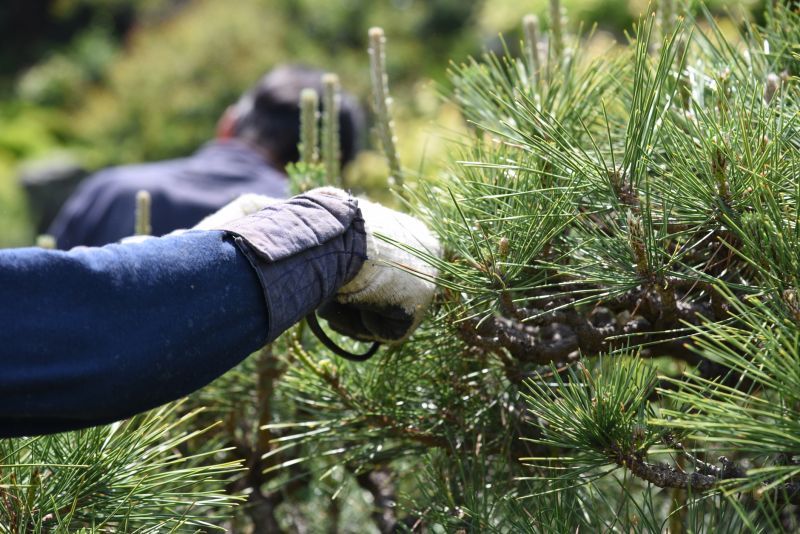 Beech Tree Pruning in Allentown, PA