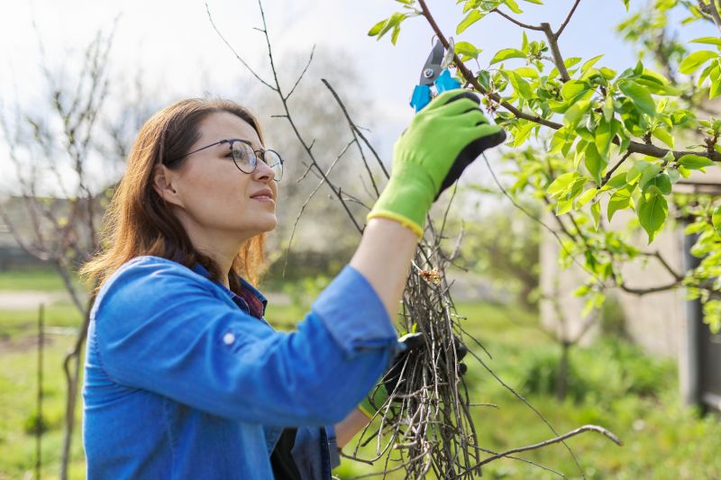 Bradford Pear Tree Pruning in Doylestown, PA