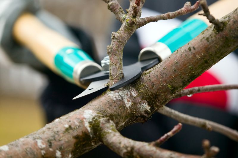 Branches Pruning in Pottstown, PA