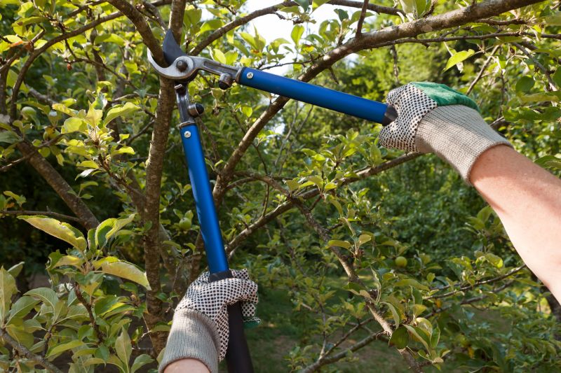 Branches Pruning in Aiken, SC