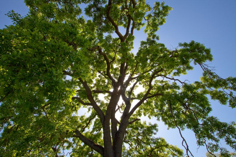 Canopy Pruning in Allentown, PA
