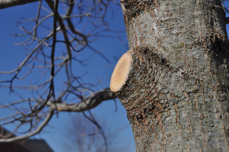 Cedar Tree Trimming in Doylestown, PA