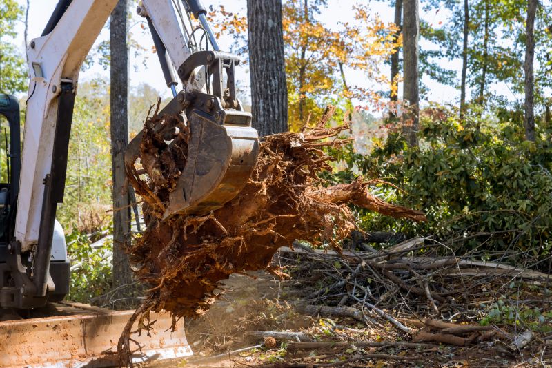Cost of Tree Root Removal — Cost of Tree Root Removal