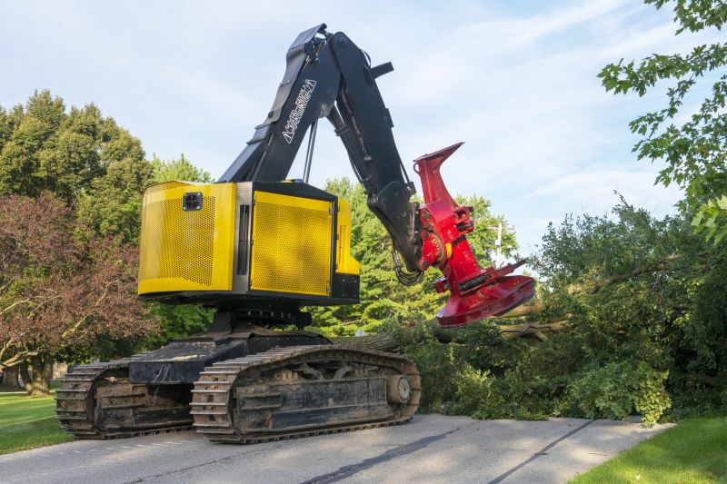 Cost of Tree Root Removal — Cost of Tree Root Removal