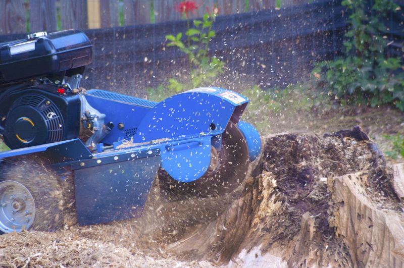 Cost of Tree Root Removal — Cost of Tree Root Removal