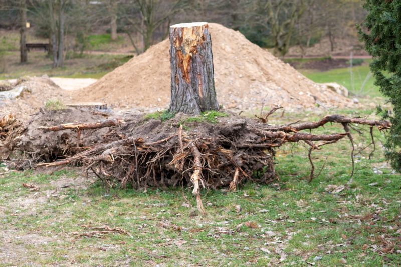 Cost of Tree Root Removal — Cost of Tree Root Removal