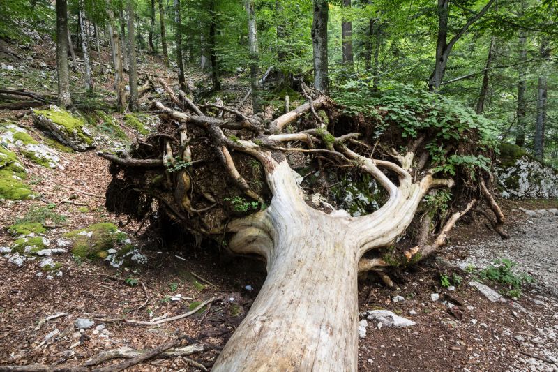 Cost of Tree Root Removal — Cost of Tree Root Removal