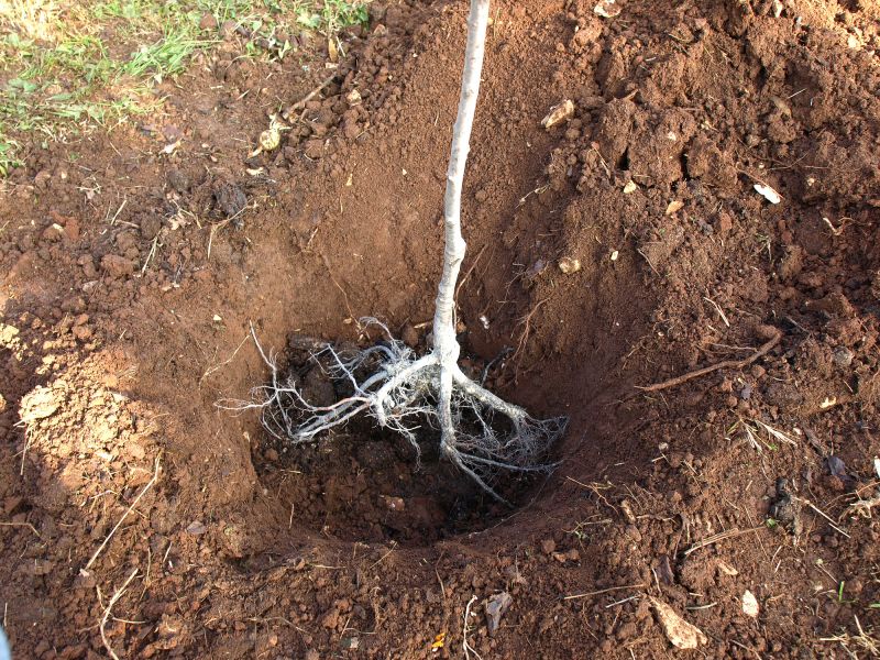 Cost of Tree Root Removal — Cost of Tree Root Removal