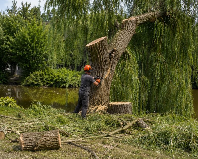 Dogwood Tree Removal in San Jose, CA
