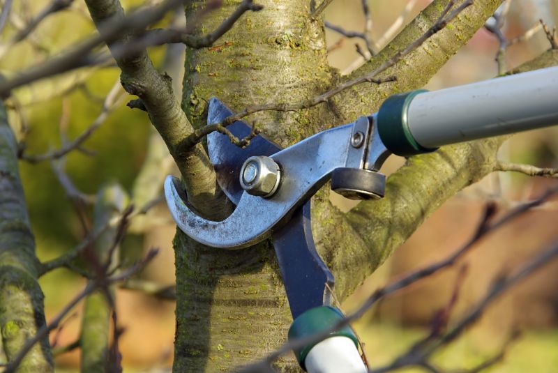 Magnolia Tree Pruning in Pottstown, PA