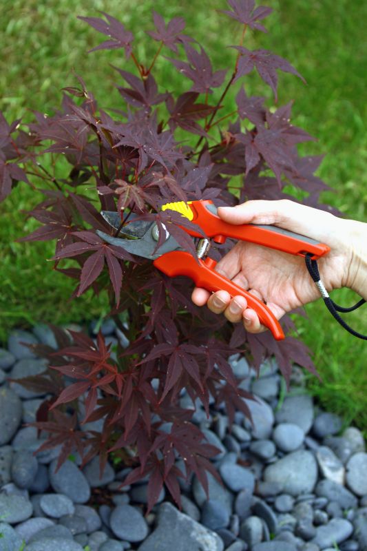 Maple Tree Pruning in San Jose, CA