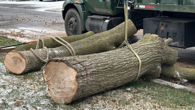 Residential Tree Service in San Jose, CA
