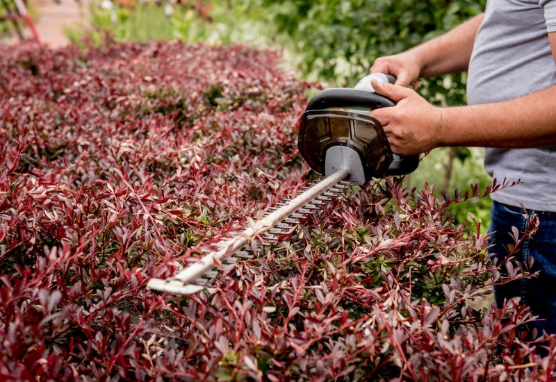 Shrub Trimming in Aiken, SC