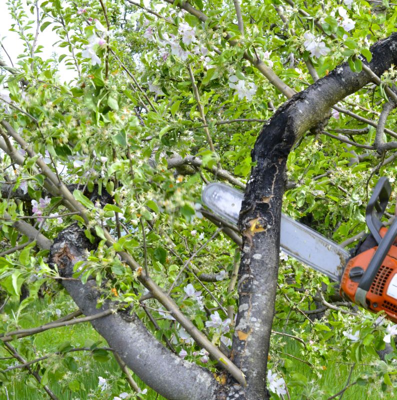 Tree Branch Cutting