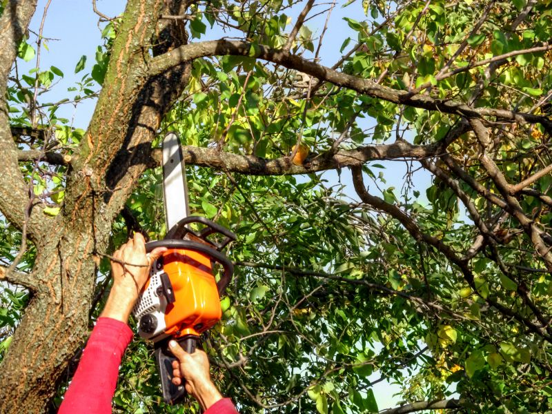 Tree Branch Cutting in Doylestown, PA