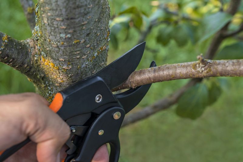 Arborist Performing Precision Pruning