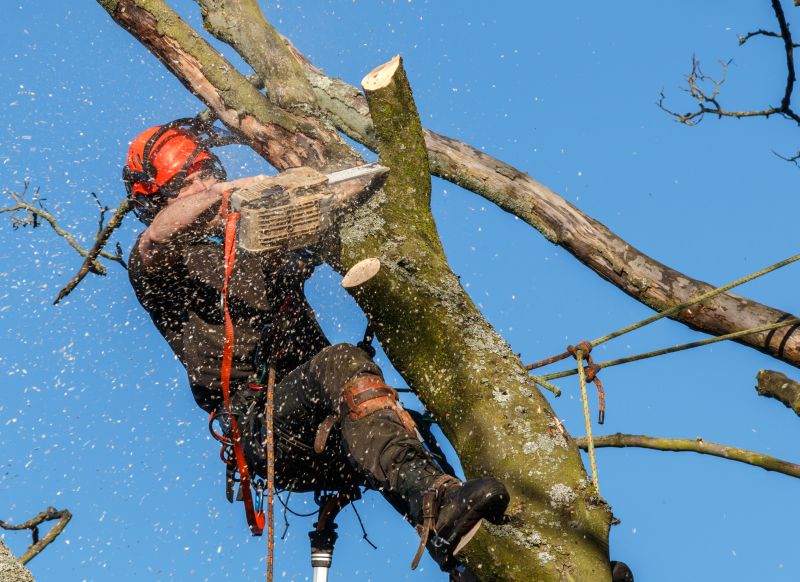 Safety Pruning near Power Lines