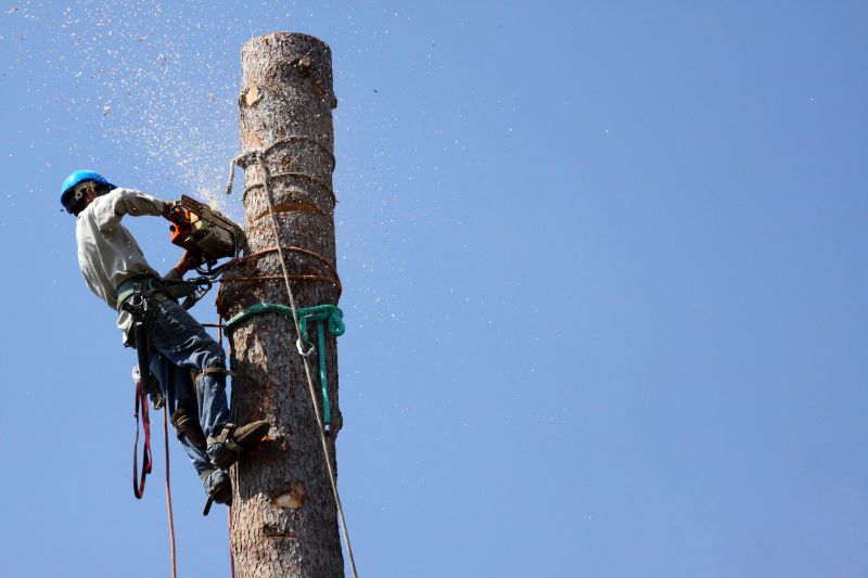 Licensed Tree Services