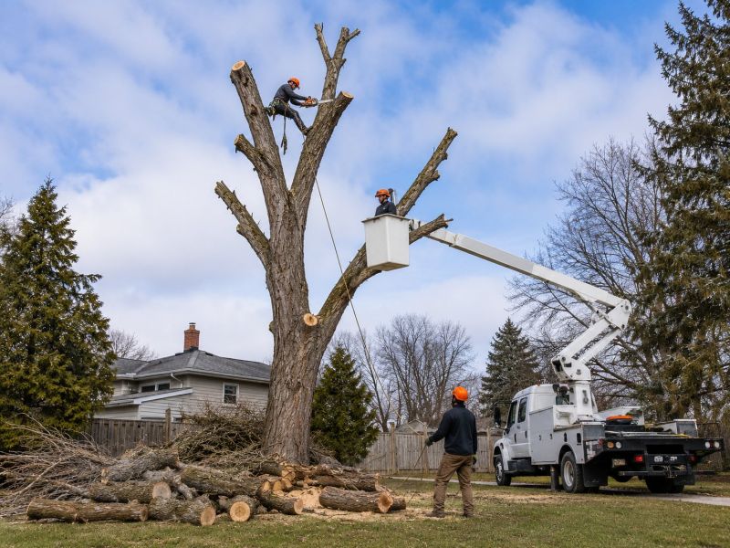 Willow Tree Removal in Bucks County, PA