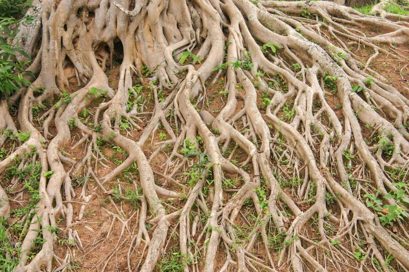 Improves landscaping
