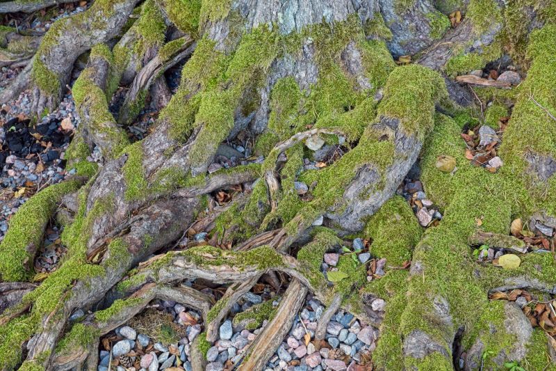 Prevents tree regrowth:
